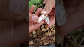 How to Grow Peanuts at Home 🥜 plants farming shorts [upl. by Winton267]