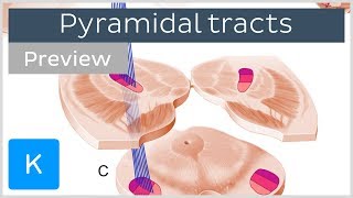 Pyramidal tracts pathways and functions preview  Human Neuronatomy  Kenhub [upl. by Sven]