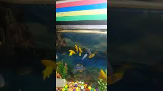 Cichlid fish feeding videocichlids fishfeeding aquariumfish [upl. by Rubenstein]