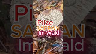 Safran aus dem Wald Part2 Safranschirmling pilze wald natur pilzesammeln [upl. by Karlis192]