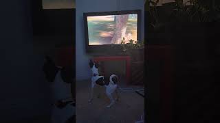 My dog loves watching TV so I make him videos of himself to watch [upl. by Moir724]