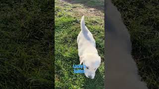 Lacey’s beautiful puppies goldenretriever goldenretrieverpuppy livingstongoldens [upl. by Noiztneb588]