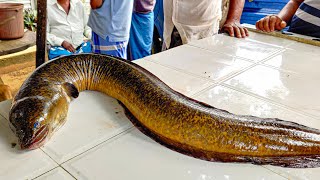 Never Seen 5Kg Live Eel Fish Cutting amp Cleaning Skills  Amazing Moray Eel Excellent Fish Cutting [upl. by Teodora]