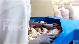 Working with the Bennie Maize Threshing Machine [upl. by Aerdnaeel]