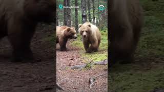 Close Encounter with Wild Alaskan Bears  ViralHog [upl. by Aicirt]