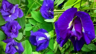 How to grow clitoria ternatea plant Aparajita in container [upl. by Pliske]