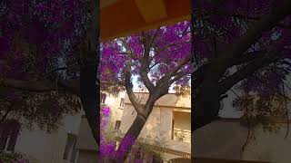 Purple tree effectanimation beautifulnew post purple tree [upl. by Reteid]