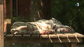 Au zoo de Maubeuge les animaux souffrent de la chaleur [upl. by Blynn]