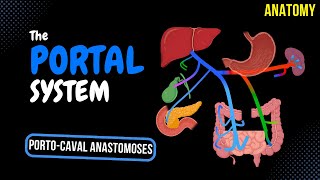 Portal Venous System EASY Scheme  Anatomy [upl. by Eerhs501]