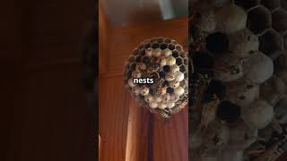 Bees vs Wasps the real Buzz WaspFacts WaspNest HoneyBees pollinators [upl. by Lavern798]