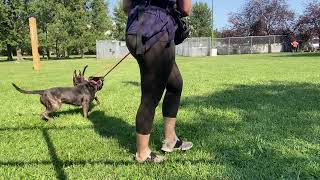 Missoni amp Neymar leash test [upl. by Josi223]