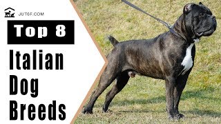 Top 8 Italian Dog Breeds [upl. by Nhguavaj]