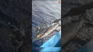 25 Kg Sail Fish Caught Using Live Yellowtail Scad Fish fishing fishingvideo fishingtime [upl. by Einnor]