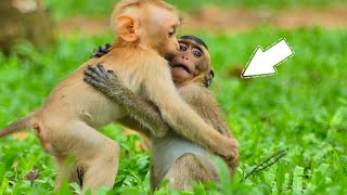 The both baby monkeys are playing happily together with the beautiful nature [upl. by Enrique513]