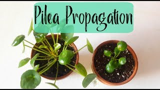 Pilea Peperomioides Propagation Chinese Money Plant Propagation [upl. by Dupuy]