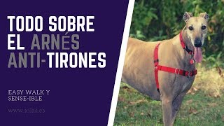 Arnés ANTITIRONES para PERRO🐶⚠️ [upl. by Byrne]