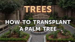 How to Transplant a Palm Tree [upl. by Urbain334]