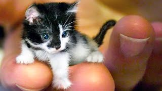 20 Smallest Cat Breeds In The World [upl. by Abehsat]