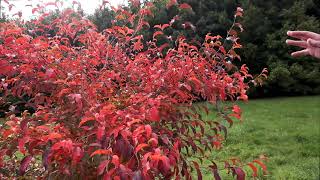 Stewartia colours in autumn  Caerhays [upl. by Notsruht]