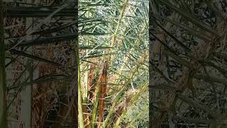 Massive Date palm  leaves and close view [upl. by Iaka154]