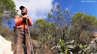 REHALA MANOLO CABRERA  MONTERIA CASAS RUBIAS LA ISLA 2018 [upl. by Alain749]