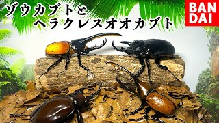 史上最大のカブトムシガチャがスゴすぎる😱いきもの大図鑑ゾウカブトとヘラクレスオオカブト [upl. by Dugas]