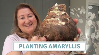 How To Plant Amaryllis Bulbs [upl. by Ullyot]