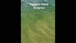 Raccoon Island Stingrays Miami Sandspur Island [upl. by Volnak]