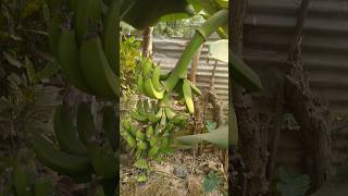 Banana gardenviralvideo youtube trending [upl. by Yrrum]