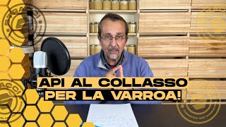 API AL COLLASSO per la Varroa la soluzione è solo una [upl. by Htrowslle]