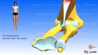 Pronationsupination The muscles [upl. by Dorice]