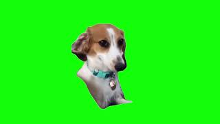 Dog Smiling Meme Green Screen [upl. by Ynna802]