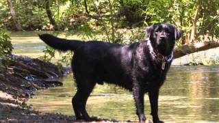 Colors amp Types of Labrador Retrievers  Dog Care Tips [upl. by Oliver]