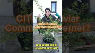 Comment hiverner un citronnierle citron caviar en hiver jardin plant citron citronella hiver [upl. by Creamer]