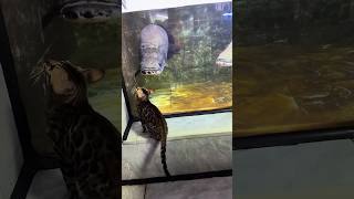 Arapaima Fish Eat Cat  😳 viralvideo arapaima arapaimafishfarminkelera arapaimagigas [upl. by Bihas]