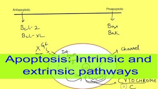 Apoptosis [upl. by Cower817]