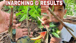 HOW TO INARCHING MANGO TREE amp RESULT HIGH PERCENTAGE SUCCESS RATE [upl. by Ellehcim914]