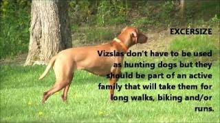 Vizsla 101 [upl. by Yrokcaz315]