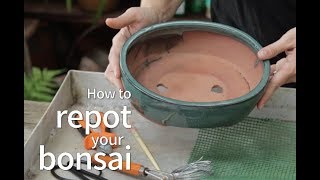 How to repot your bonsai [upl. by Xonk521]