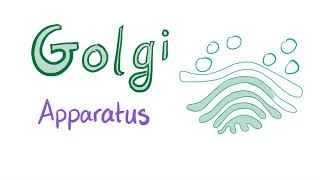 The Golgi Apparatus “the sorter”  Cell Biology and Histology [upl. by Viquelia821]