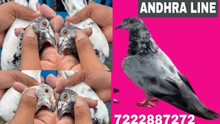 AANDHRA LINE PIGEON FOR SALECALL 7222887272 [upl. by Sandor]