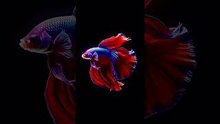 Hologram amp Peppers Ghost  4K Holographic Video  Colorful Fish [upl. by Eilujna187]