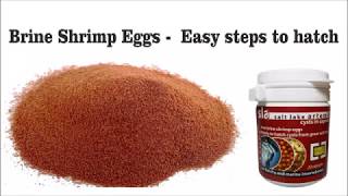 Brine shrimp eggs  Easy steps to hatch [upl. by Ylnevaeh]