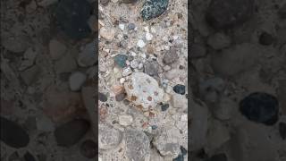 I found it trying to hide petoskey fossiladdict nature stones [upl. by Aineles]