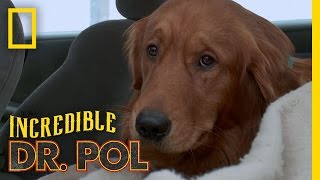 A Family’s Plea for Ozzy  The Incredible Dr Pol [upl. by Slein]