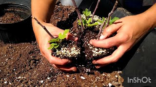 Fig update  potting up Chicago Hardy Fig cuttings figsmichigangreenhouse [upl. by Zysk692]