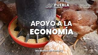 Programa Integral Alimentario quotMódulo Avícolaquot [upl. by Monjan9]