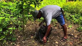 Applying herbicide to lawn after mowing  demolition x  effective nga ba [upl. by Acirtal328]