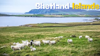 A Journey Through the Shetland Islands Nature History and Culture [upl. by Hardej]