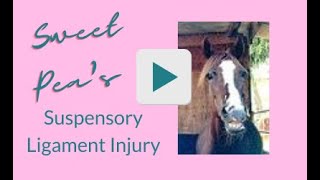 Healing a Horses Chronic Suspensory Ligament Injury [upl. by Kristian]